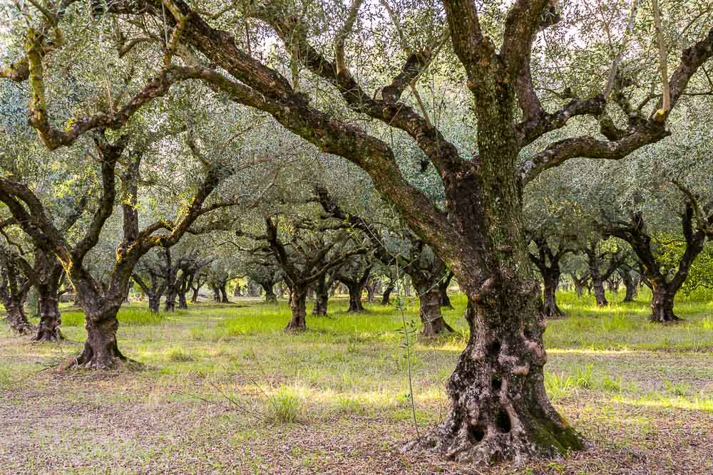 Extra panenský olivový olej z ostrova Zakynthos